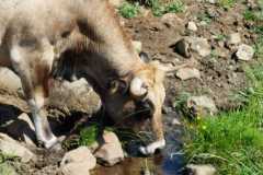 Aubrac 2022