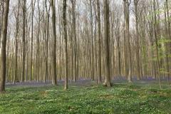 2022 - 04 - 14 - Hallerbos