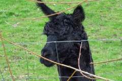 2024-03-22 - Lembeek-3